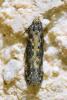 Scrobipalpa ocellatella